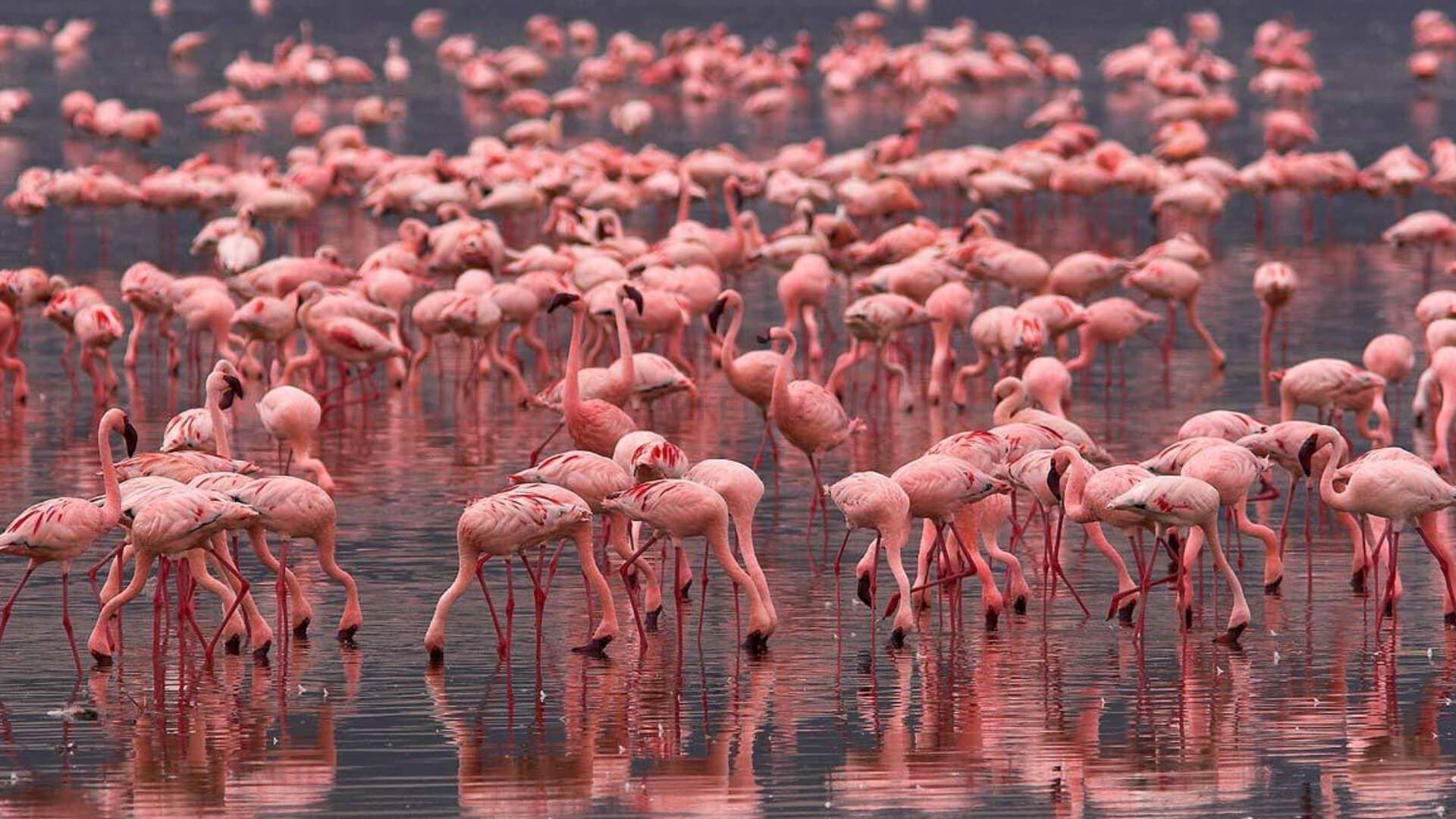 Коргалжын табиғи қорығы